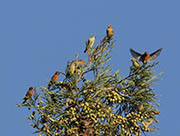 Picture/image of Red Crossbill