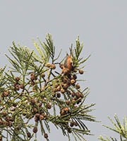 Picture/image of Red Crossbill