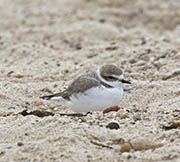 Picture/image of Snowy Plover