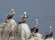 Picture/image of Brown Pelican