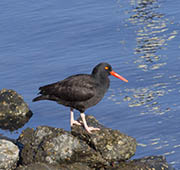 Picture/image of Black Oystercatcher
