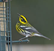 Picture/image of Townsend's Warbler