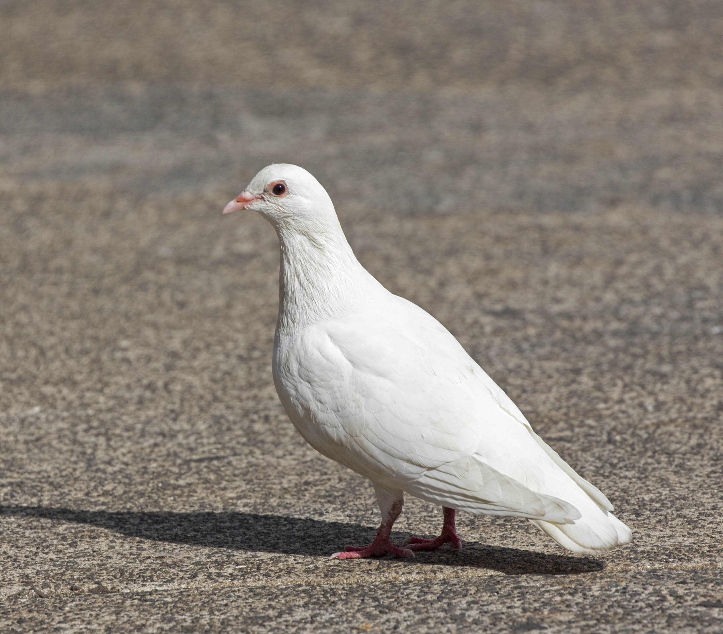 white pigeons