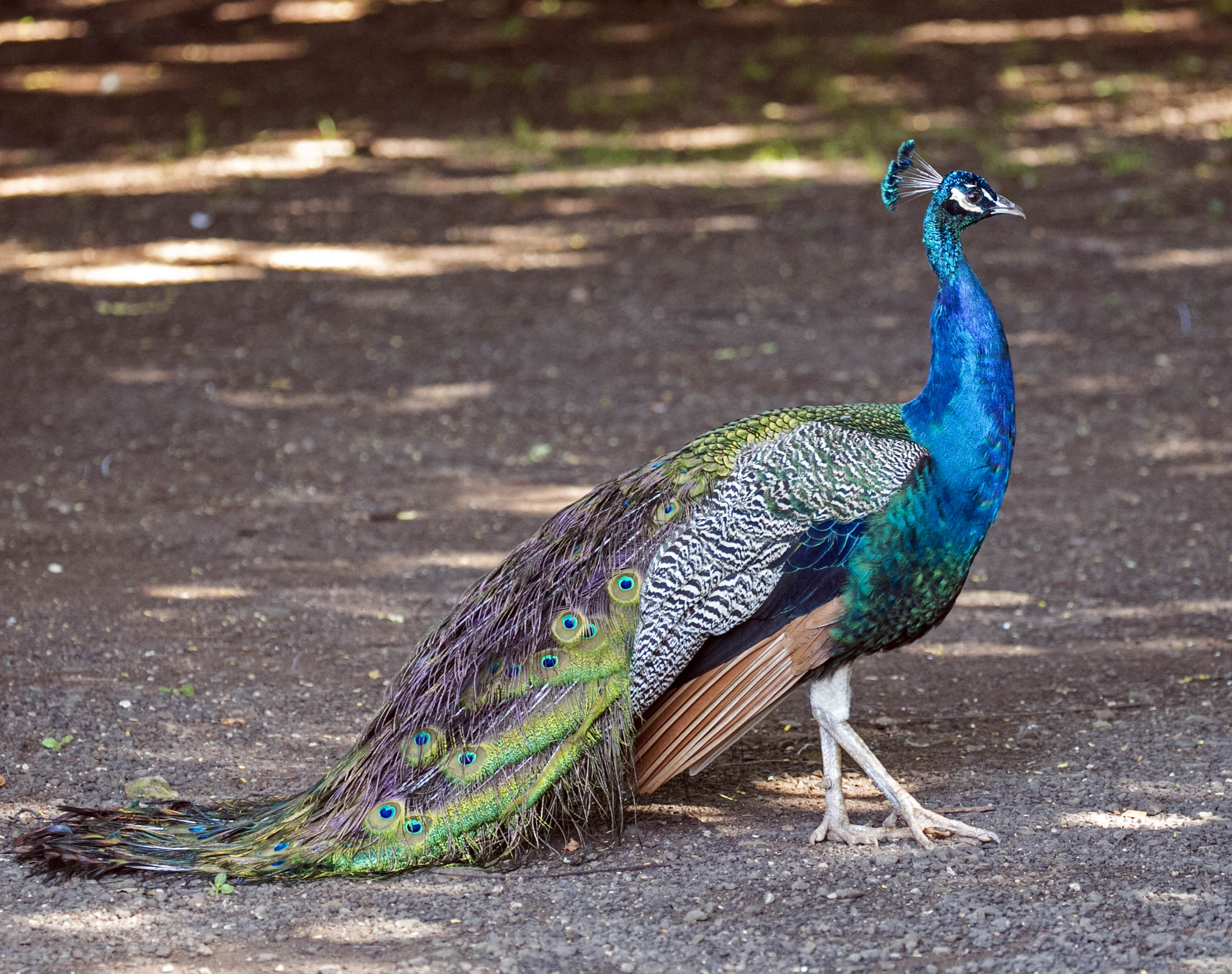 Pictures And Information On Indian Peafowl Pictures And Information On Indian Peafowl