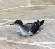 Picture/image of Newell's Shearwater