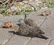 Picture/image of Zebra Dove
