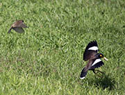 Picture/image of Common Myna