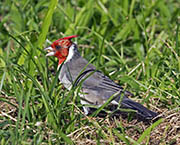 Picture/image of Red-crested Cardinal