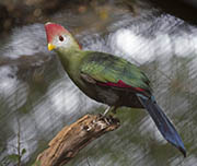 Picture/image of Red-crested Turaco