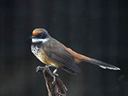 Picture/image of Rufous Fantail