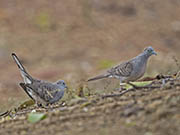 Picture/image of Zebra Dove