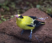 Picture/image of Black-naped Oriole