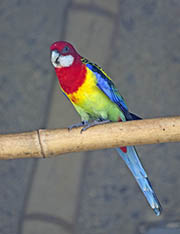Picture/image of Eastern Rosella