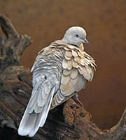 Picture/image of Ring-necked Dove