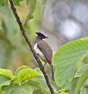 Picture/image of Red-whiskered Bulbul