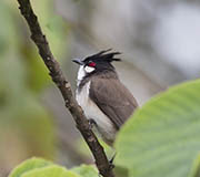 Picture/image of Red-whiskered Bulbul