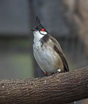 Picture/image of Red-whiskered Bulbul