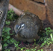 Picture/image of Common Bronzewing