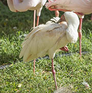 Picture/image of African Spoonbill