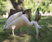 Picture/image of American White Pelican