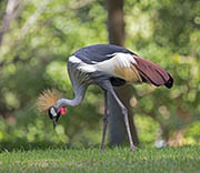 Picture/image of Grey Crowned Crane