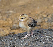 Picture/image of Red Junglefowl