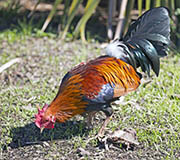 Picture/image of Red Junglefowl