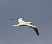 Picture/image of Red-footed Booby