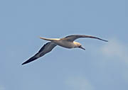 Picture/image of Red-footed Booby