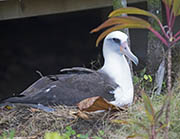Picture/image of Laysan Albatross