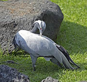Picture/image of Demoiselle Crane