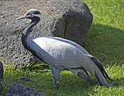Picture/image of Demoiselle Crane