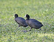 Picture/image of Hawaiian Coot