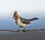 Picture/image of Red-crested Cardinal