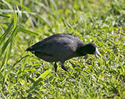 Picture/image of Hawaiian Coot