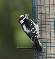 Picture/image of Downy Woodpecker