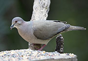 Picture/image of White-tipped Dove