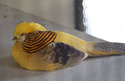 Picture/image of Golden Pheasant