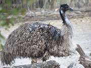 Picture/image of Emu