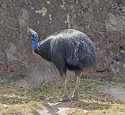Picture/image of Southern Cassowary