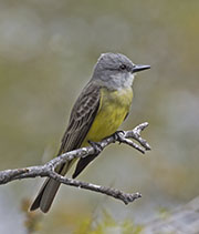 Picture/image of Couch's Kingbird
