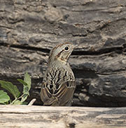 Picture/image of Lincoln's Sparrow