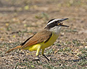 Picture/image of Great Kiskadee
