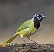 Picture/image of Green Jay