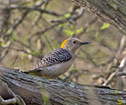 Picture/image of Golden-fronted Woodpecker