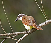 Picture/image of Great Kiskadee