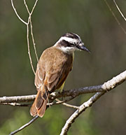 Picture/image of Great Kiskadee