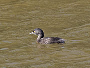 Picture/image of Least Grebe