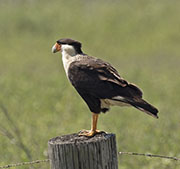 Picture/image of Crested Caracara