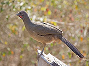 Picture/image of Plain Chachalaca